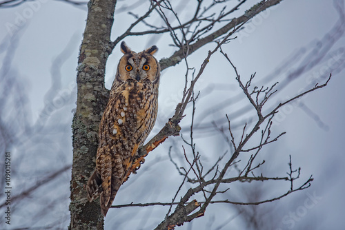 An owl sits on a branch stretched out to its full height and looks with big red eyes.