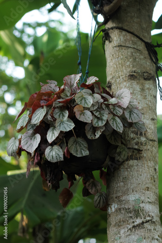 Photo of the Begonia ornamental plant. photo