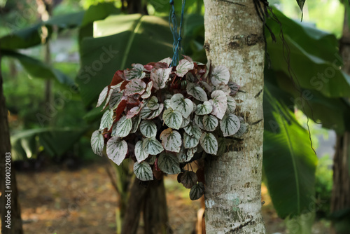 Photo of the Begonia ornamental plant. photo