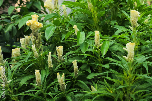 Photo of the Celosia argentea ornamental plant. photo