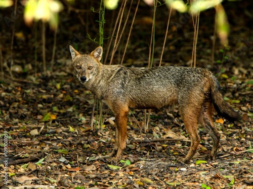 The Golden Jackol in Sri Lanka.  photo