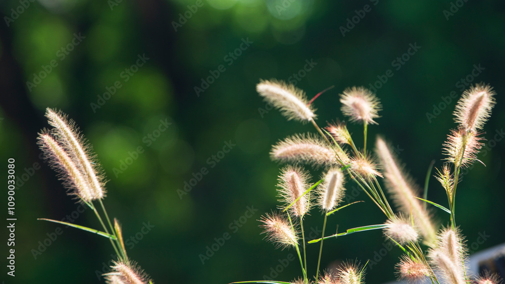 Obraz premium Grass flowers in the garden with soft focus, nature background.