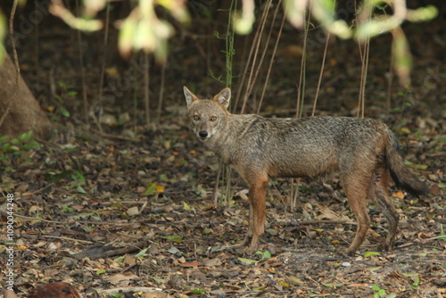 The Golden Jackol in Sri Lanka.  photo