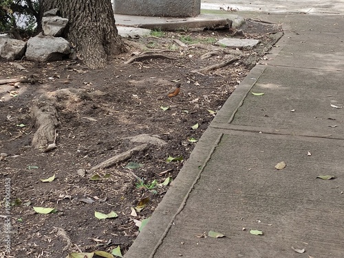 A cute brown, gray bird covering itself in the sunUn lindo pájaro café, gris  cubriéndose de sol(9251) photo