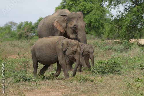 Sri Lankan Elephants in Udawalawa National Park, Sri Lanka 