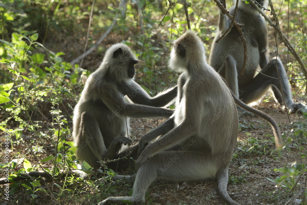 Fototapeta premium Gray Langur, Sri Lanka 