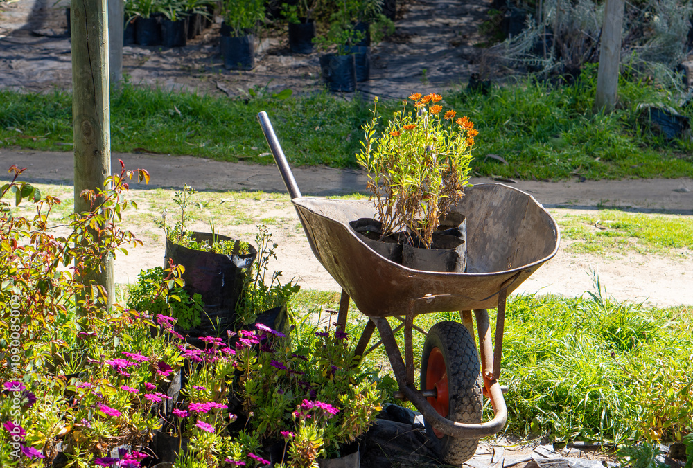 Wheelbarrow with Flowers in a Greenhouse