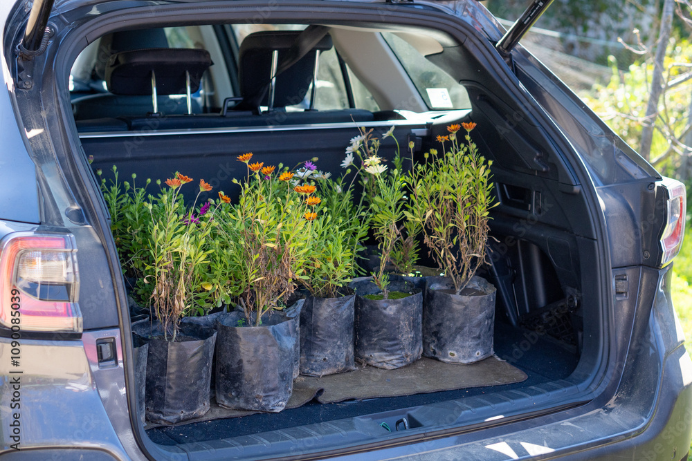 A collection of vibrant flower pots arranged in the open trunk of a car, ready for gardening or landscaping.