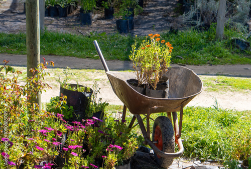 Obraz na płótnie Wheelbarrow with Flowers in a Greenhouse w salonie