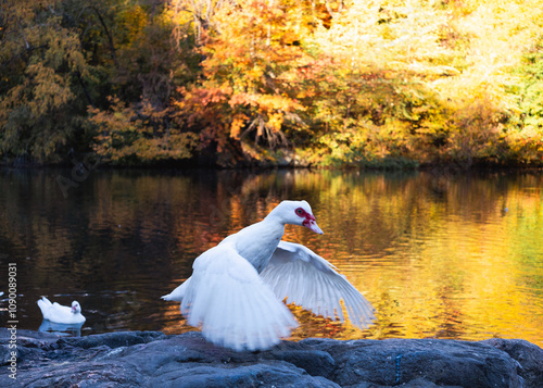 Muscovy Duck on Lake photo