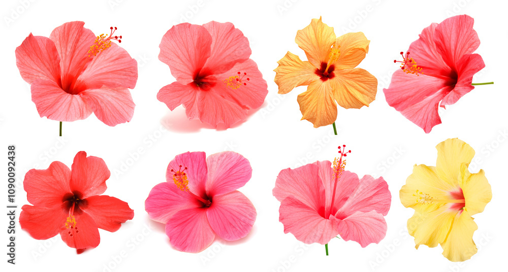 Obraz premium Collection head multicolored hibiscus flowers isolated on white background. Tropical plant. Flat lay, top view