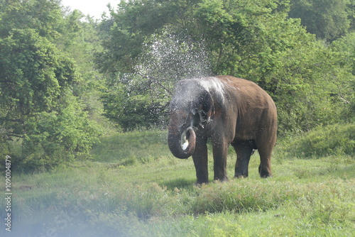 Sri Lankan Elephants in Udawalawe National Park, Sri Lanka  photo