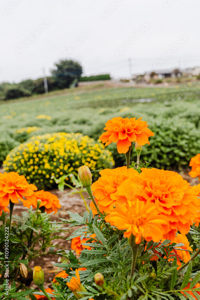 Fototapeta premium あかぼり小菊の里マリーゴールドのある風景
