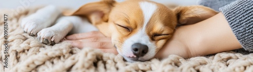 A cozy dog sleeping peacefully on a soft blanket. photo