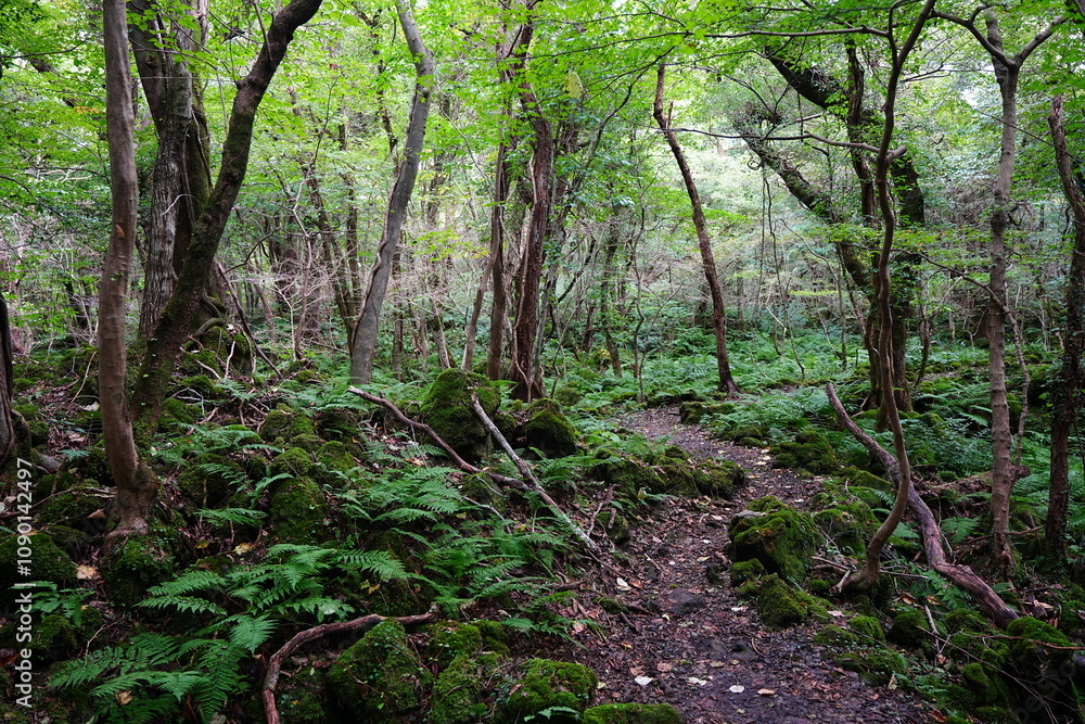 Fototapeta premium mossy rocks and old trees in autumn forest