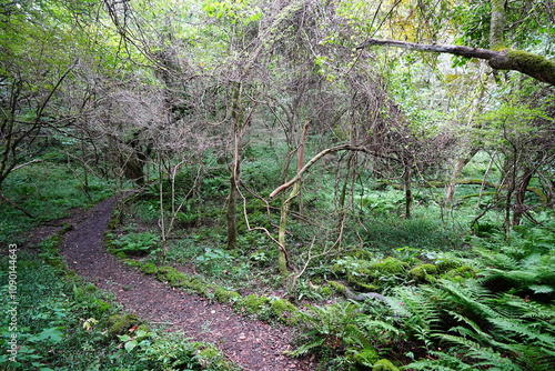 refreshing autumn forest and path