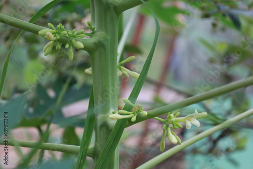  Carica papaya, a papaya plant during the flowering season.