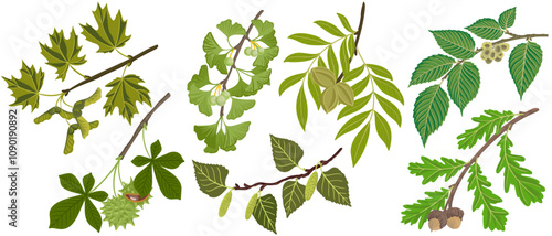 vector drawing set of tree branches with seeds and green leaves isolated at white background, hand drawn illustration