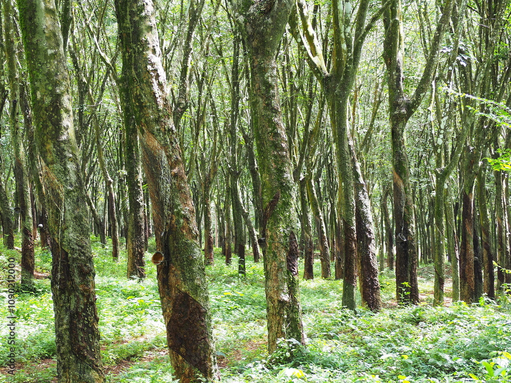 Naklejka premium Para Rubber Tree are planted in long rows to facilitate collection of latex. Rubber trees are grown in rubber plantations southern Thailand. Each tree has a latex collection cup hanging from it 
