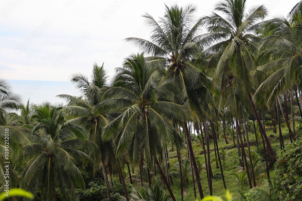 Rows of coconut tree tops against sky in morning. Nature view with coconut trees, mountains, sky, fog. Coconut trees and mountains.  Scenic view to coconut palms, green mountains on countryside winter