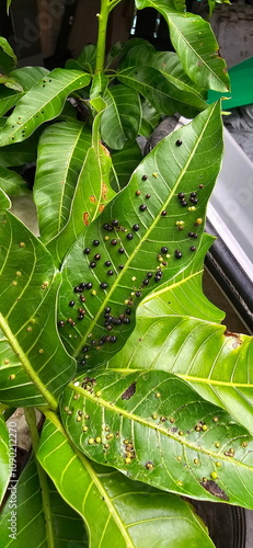 The globular eggs of Erosomyia mangiferae often trap under mango leaves.This insect is bark beetle that destroys plants by penetrating the sap of plant leaves.Scientific name:Erosomyia mangiferae Felt photo