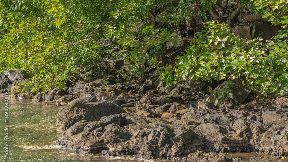 Obraz premium A family of crab-eating macaca fascicularis frolic on the riverbank. Adult monkeys and baby are sitting on the rocks. Green vegetation is nearby. Mauritius. Grand River South East 