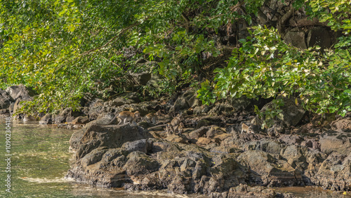 A family of crab-eating macaca fascicularis frolic on the riverbank. Adult monkeys and baby are sitting on the rocks. Green vegetation is nearby. Mauritius. Grand River South East    photo