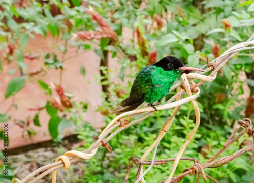 Emerald Hummingbird photo