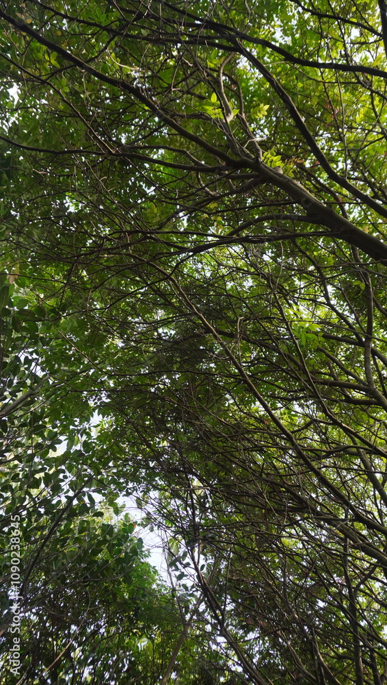 Obraz premium leaves in the forest
