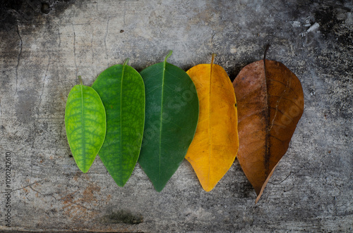 Light green leaves become dark green leaves then become yellow leaves then become dry brown leaves and die which is part of the life process