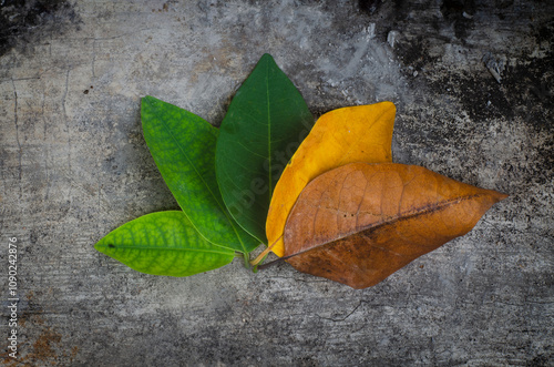 Light green leaves become dark green leaves then become yellow leaves then become dry brown leaves and die which is part of the life process