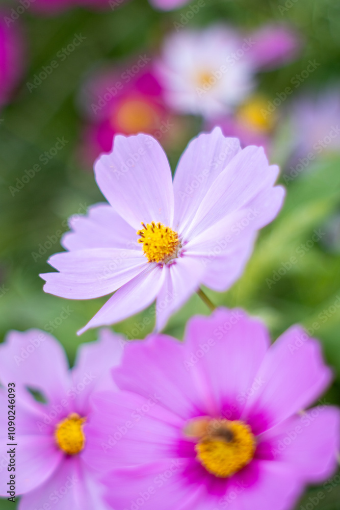 Obraz premium コスモスのクローズアップ写真