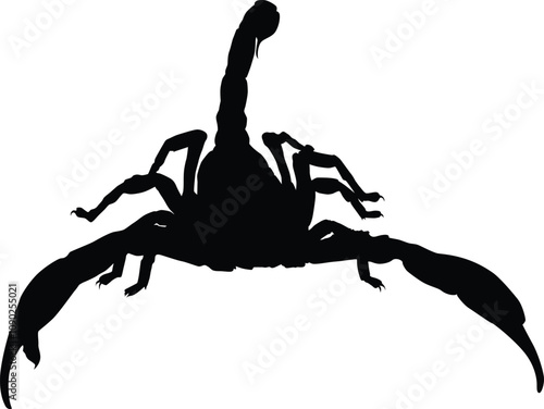 Scorpion insect animal silhouette illustration