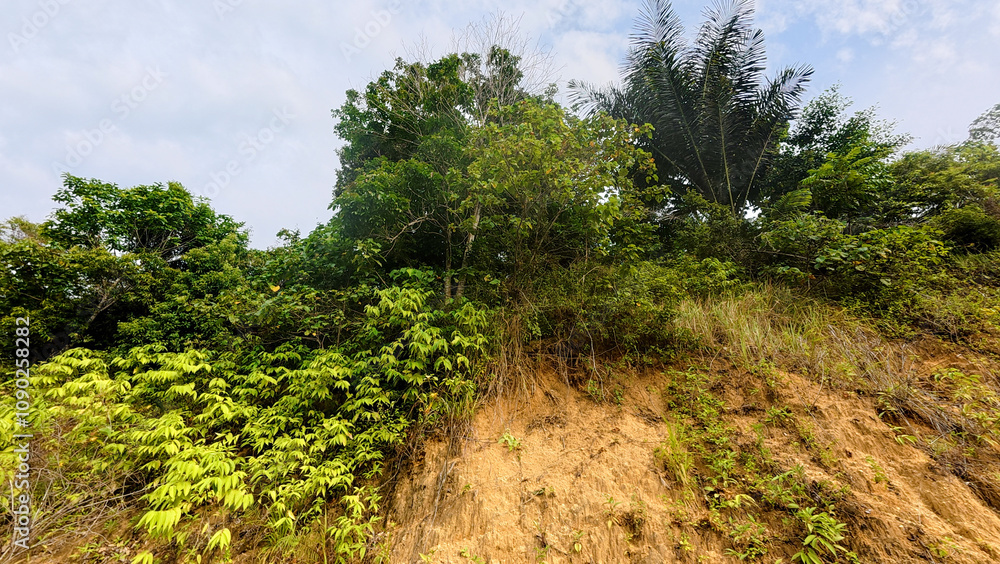 Fototapeta premium Tropical rainforest in Gorontalo, Indonesia