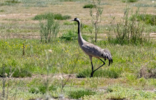 Common Crane (Grus grus) in a natural habitat