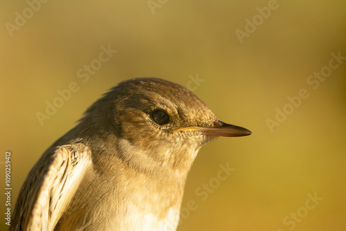 Garden warbler (Sylvia borin) bird portrait photo