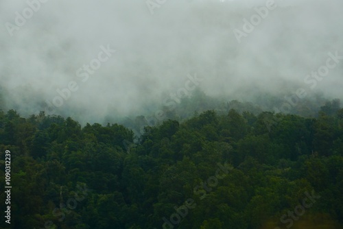 Mystischer Wald im Nebel photo