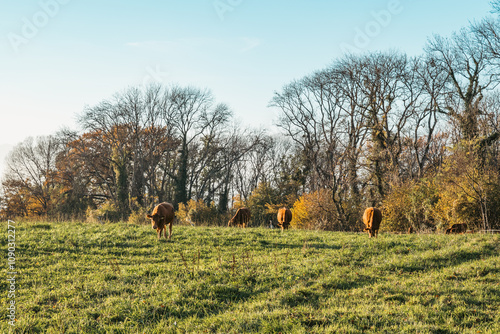 paisible cohabitation entre les vaches et les hérons