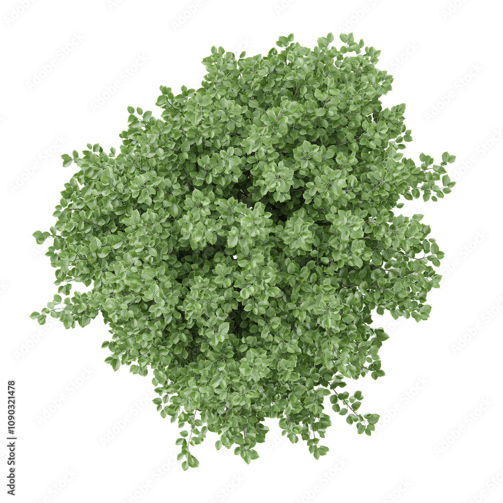 Obraz premium 3d illustration of Crenata plants isolated on transparent canvas from top view