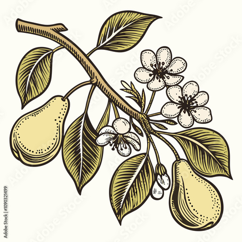 Classic Etching of Pear Tree Branch with Blossoms and Rich Foliage