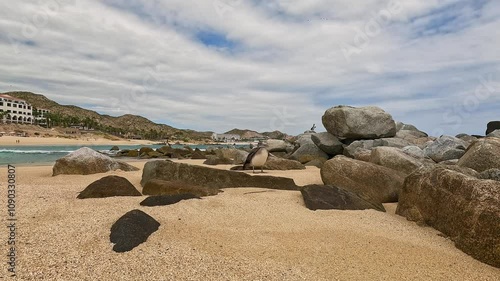 Pelican timelape on the beach in Cabo San Lucas Mexico photo