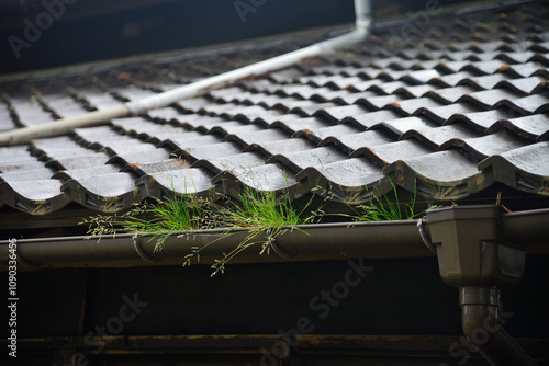 Grass growing in the gutter of a Japanese tile, Japan / 日本瓦の雨樋に草が生えている　日本 photo