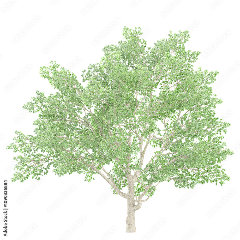 Obraz premium collection of Juglans nigra tree with realistic style