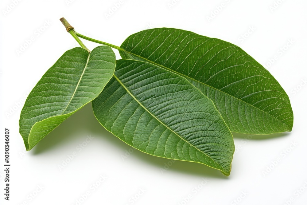 Obraz premium green spring leave isolated on white background