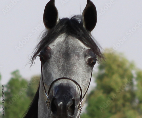 The beauty of purebred Arabian horses around the world.
