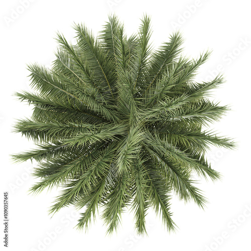 3d rendering of Phoenix sylvestris palm isolated on transparent Canvas from the top view photo