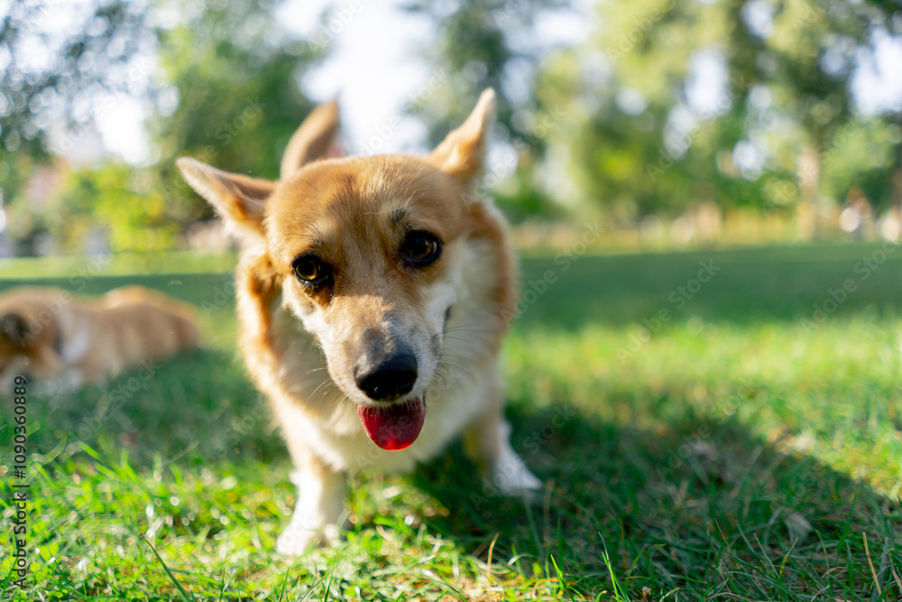 in the park on the lawn two young corgi beg for treat from the owner training commands walking favorite pets obedient dog in the park on the lawn two young corgi beg for treat from the owner training commands walking favorite pets obedient dog