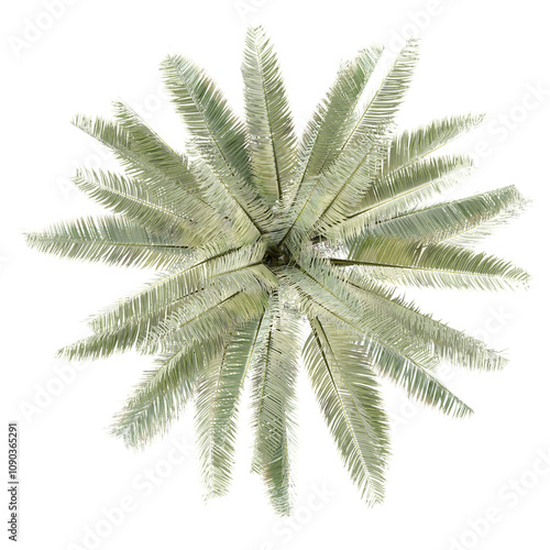 Green Jubaea chilensis palm isolated on transparent Canvas from top view photo