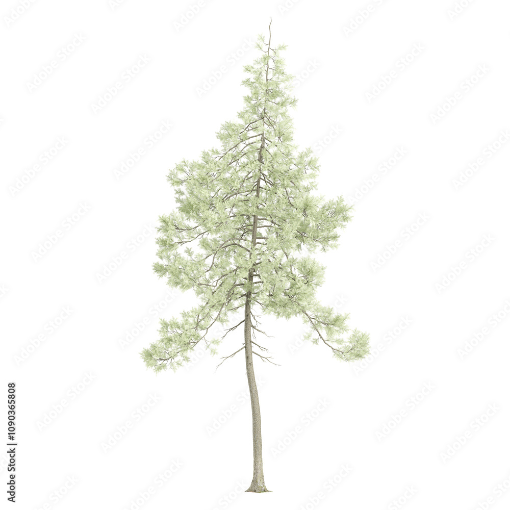 Obraz premium Green Pinus Sylvestris plant isolated on transparent Canvas