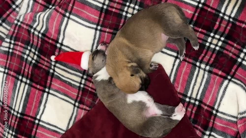 Baby Santa Dog photo